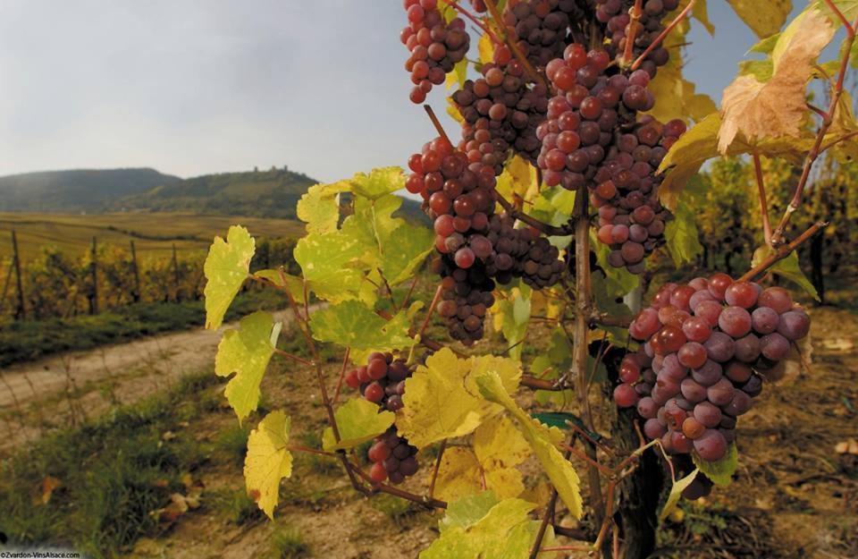 Hotel Berceau Du Vigneron Turckheim Luaran gambar